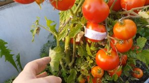 Томат Скороспелка 07,09,24