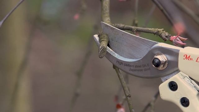 Обрезка и формирование зонтичной яблони