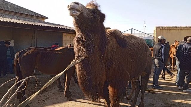 САМАРКАНД В КАТТАКУРГОН ШАХАРДАН ОТ ТОЙЛАР НАРХЛАРИ О смотреть онлайн