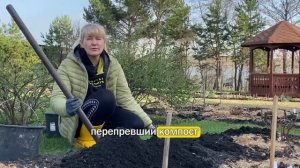 Посадка саженцев роз весной. Пошаговая инструкция #са?