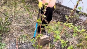 Наводим порядок на даче. Выкорчевываем малину. Разбив?