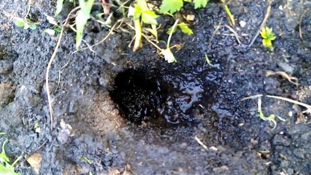 #крот смотреть онлайн