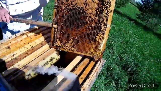 Противороевой метод. Налет на маточник. смотреть онлайн