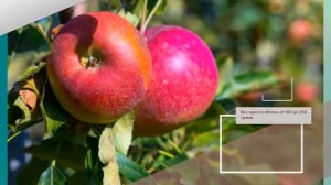 Яблоня Марат Бусурин - обзор сорта