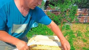 Как развивается пчелопакет. Развитие пчелопакета