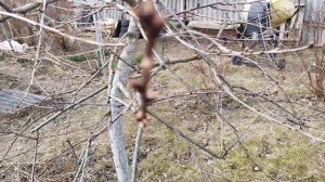 Особенности обрезки Дюка.