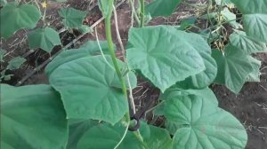 Огурец Мамлюк Как растим его в теплице. Общее состояни