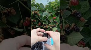 Ремонтантный сорт ежевики Блэк Джем