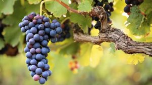 Секреты выращивания винограда.