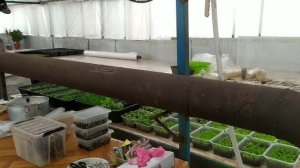 Отопление нашей зимней теплицы.