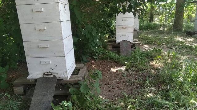 Роевой период в принципе прошли.Впереди три месяца то? смотреть онлайн