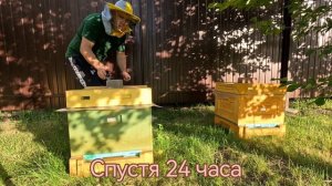 Борьба с варроатозом пчёл! Турецкие пластины! GOLD VARROA! #b