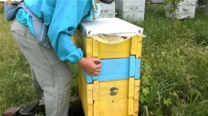 ВЫВОД МАТОК В КОРПУСНЫХ УЛЬЯХ