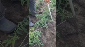 Китайский метод подвязка томатов,в открытом грунте.