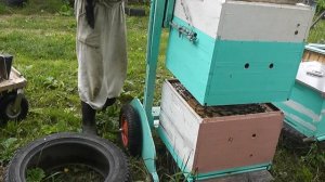 метод Цебро формирую второй отводок или сразу два.