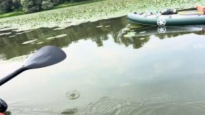 Беляевские карьеры как растет Водяной орех чилим Адыг