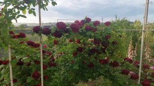 Троянда Сувенір дю Доктор Жеман. Souvenir du Docteur Jamain.