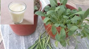 Усьма  Польза для густоты и  роста волос , применение в