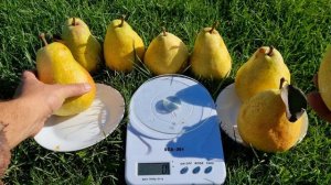 Груша Дельбарью RX12/47