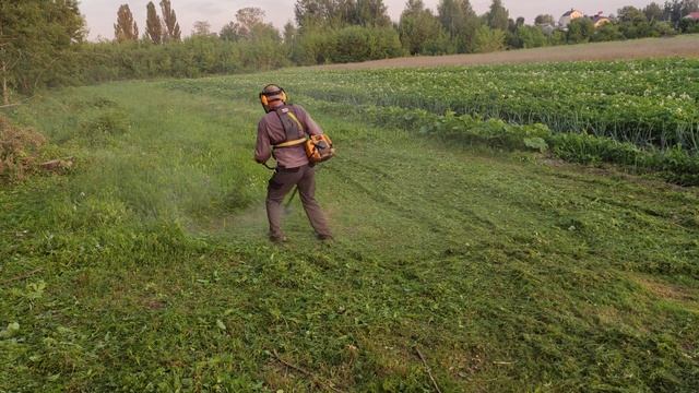 Чистый покос леской бензокосой.