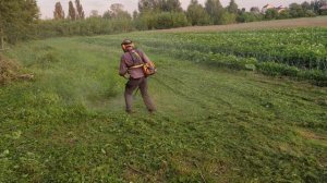 Чистый покос леской бензокосой.
