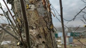 Зачем я вырастила волчки на яблони и как их обрезать.