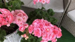 Пеларгония МальТА Первая Леди