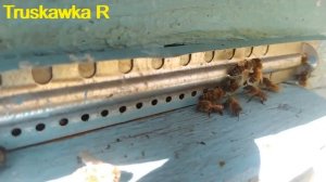 #Пчёлы. Как на пасеке выглядит пчелиное воровство, нап?