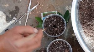 Как черенковать камелию?