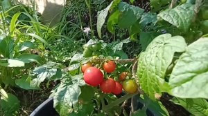 Ранний урожайный гибрид томата. Каменный цветок f1. Обз