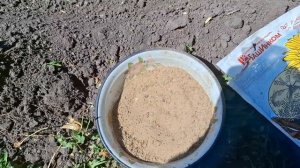 Посев моркови с песком.  Профилактика от морковной мух