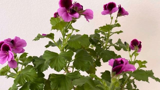 Королевская пеларгония будет цвести весь сезон, если ? смотреть онлайн