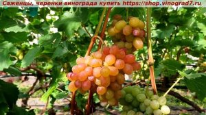 Виноград 3.08.2025 Подарок Никополю. Мускат изумительный,