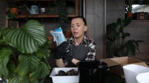 Мои УСЛОВИЯ для КАЛАТЕИ ОРБИФОЛИИ / ПЕРЕСАДКА калатеи