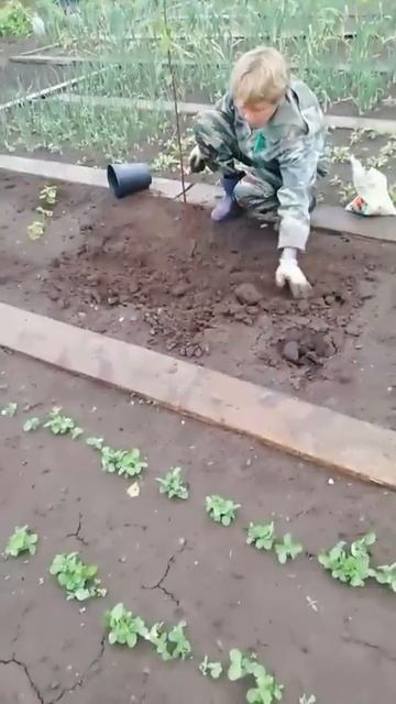 Посадка нашей яблони Уэлси