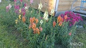 Однолетние цветы  сезон 2025🌸Ожидание и реальность