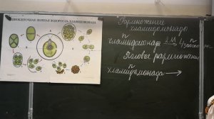 Биология, 6 класс. Размножение хламидомонады