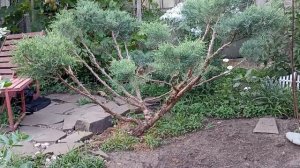 Волшебное превращение! Можжевельник - Грей Оул в нивак