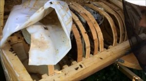 Турецкий улей. Месяц без осмотра. Что там происходит? Н