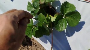 Выращивание клубники, сорта Крапо 10 и Мурано, летняя п?