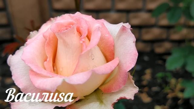 18 марта День Конон Огородник. Что нельзя делать 18 март? смотреть онлайн