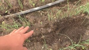 Лёгкий способ прилично заработать! Лук батун в теплиц?