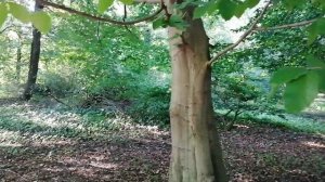 Бук восточный (Fagus orientalis)