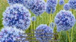 Лук декоративный — посадка и выращивание