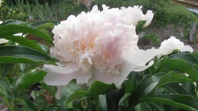 Пион травянистый Топ Брасс - Top Brass