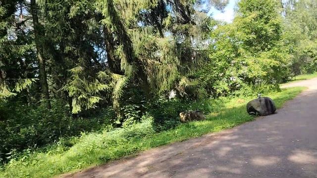 Редкино. Красивый парк. Высокие ели. Жара. Голуби остыв смотреть онлайн