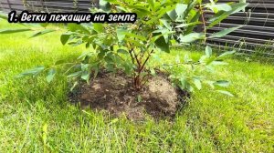 Летняя обработка жимолости после сбора урожая
