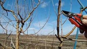 Обрезка яблони на сильнорослом подвое. Заставляем ее ?