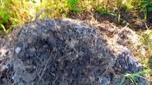 Правильный  полив  хурмы