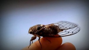 Как поёт Цикада и почему они Самые Громкие Насекомые